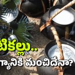 Thati kallu: తాటికల్లు ఆరోగ్యానికి మంచిదేనా? దానికి ఎందుకంత డిమాండ్?