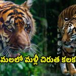 Tirumala: తిరుమలలో మళ్లీ చిరుత కలకలం.. అలిపిరి వద్ద గుర్తించిన టీటీడీ ఉద్యోగి
