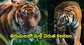 AP Government: సంక్రాంతి వరాలు ప్రకటించిన ప్రభుత్వం..పెండింగ్ బకాయిలు విడుదల