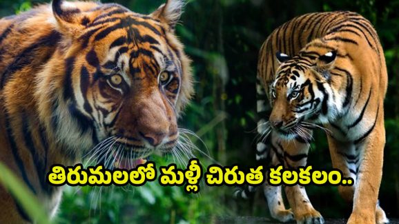 Tirumala: తిరుమలలో మళ్లీ చిరుత కలకలం.. అలిపిరి వద్ద గుర్తించిన టీటీడీ ఉద్యోగి