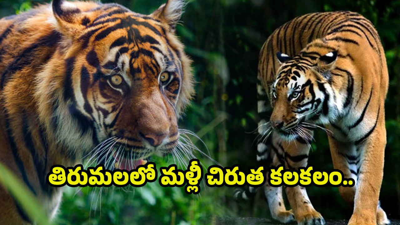 Tirumala: తిరుమలలో మళ్లీ చిరుత కలకలం.. అలిపిరి వద్ద గుర్తించిన టీటీడీ ఉద్యోగి