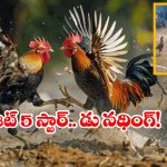 Viral Video: కాలు కదపకుండా 5 పందాలు గెలిచిన కోడిపుంజు.. ఫైవ్ స్టార్ యాడ్ గానీ చూసిందేంటీ మామా?