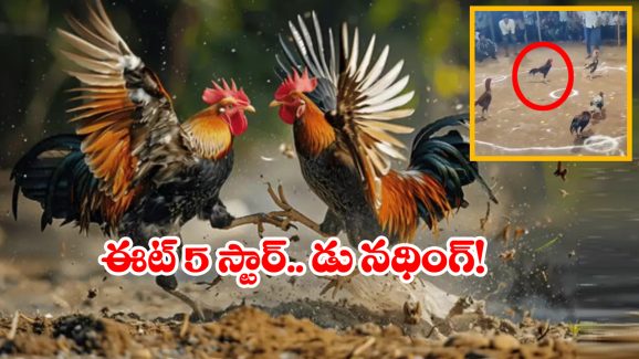 Viral Video: కాలు కదపకుండా 5 పందాలు గెలిచిన కోడిపుంజు.. ఫైవ్ స్టార్ యాడ్ గానీ చూసిందేంటీ మామా?