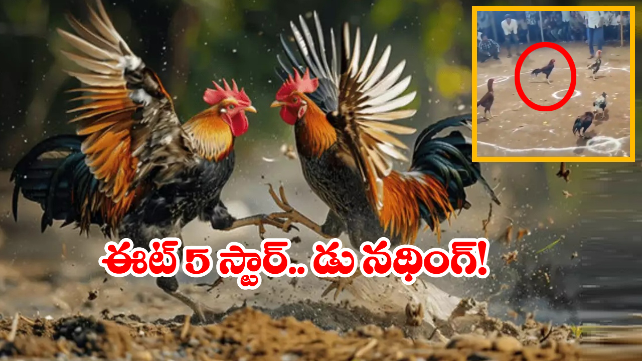 Viral Video: కాలు కదపకుండా 5 పందాలు గెలిచిన కోడిపుంజు.. ఫైవ్ స్టార్ యాడ్ గానీ చూసిందేంటీ మామా?