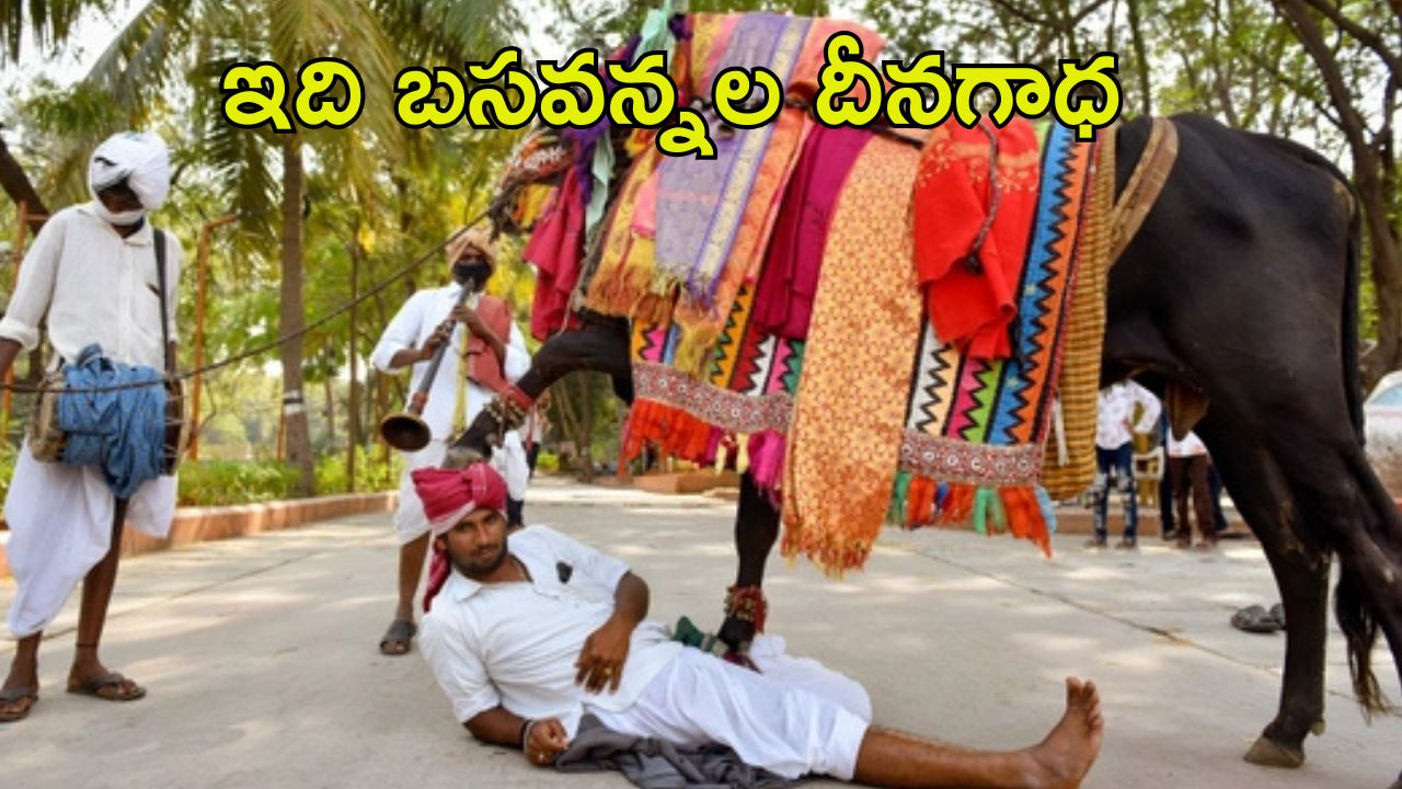 Basavannala Life Story: గంగిరెద్దులను ఆడించే బసవన్నల జీవితం ఎలా ఉంటుందో తెల్సా..?