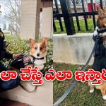 Police Dog:  డ్యూటీ టైమ్‌లో అలా చేసింది.. పాపం, ఆ పోలీస్ డాగ్‌కు బోనస్ కట్!