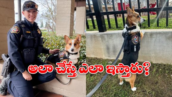 Police Dog:  డ్యూటీ టైమ్‌లో అలా చేసింది.. పాపం, ఆ పోలీస్ డాగ్‌కు బోనస్ కట్!