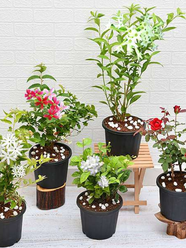 ఇంట్లో సువాసన కోసం ఈ మొక్కలను పెంచండి