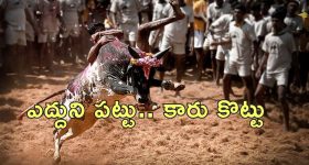 Tamil Nadu Jallikattu 2025: తమిళనాడులో జల్లికట్టు ప్రారంభం.. బరిలో 1100 ఎద్దులు.. కారు బహుమానం