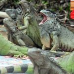 Taiwan Iguana : ఆ దేశంలో ఊసరవెల్లుల బెడద.. లక్షకు పైగా జీవులను చంపేయాలని ప్రభుత్వ నిర్ణయం