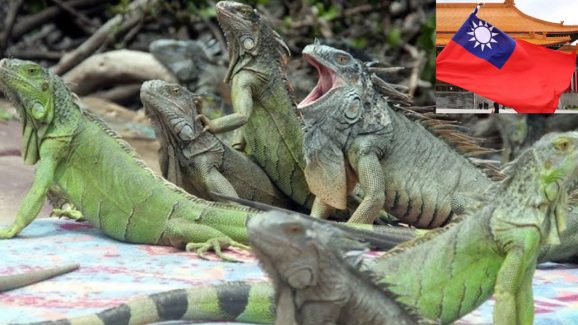 Taiwan Iguana : ఆ దేశంలో ఊసరవెల్లుల బెడద.. లక్షకు పైగా జీవులను చంపేయాలని ప్రభుత్వ నిర్ణయం