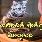 Cat Resignation Woman Job: రాజీనామా పంపిన పిల్లి.. ఉద్యోగం కోల్పోయిన యువతి!