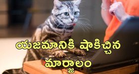 Cat Resignation Woman Job: రాజీనామా పంపిన పిల్లి.. ఉద్యోగం కోల్పోయిన యువతి!