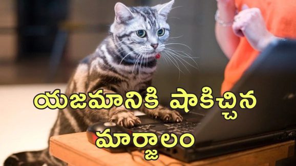 Cat Resignation Woman Job: రాజీనామా పంపిన పిల్లి.. ఉద్యోగం కోల్పోయిన యువతి!