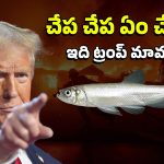 US Wild Fire : ఆ చేపకు.. కాలిఫోర్నియా మంటలకు ముడిపెట్టిన ట్రంప్ మామ, అసలు ఏంటీ ఆ చేప కథ?