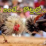 Sankranti Cockfights: కోడిపై కోటి పందెం.. మూడు రోజుల్లో చేతులు మారనున్న రూ.100ల కోట్లు..
