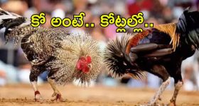 Sankranti Cockfights: కోడిపై కోటి పందెం.. మూడు రోజుల్లో చేతులు మారనున్న రూ.100ల కోట్లు..