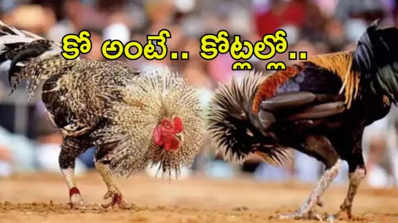 Sankranti Cockfights: కోడిపై కోటి పందెం.. మూడు రోజుల్లో చేతులు మారనున్న రూ.100ల కోట్లు..