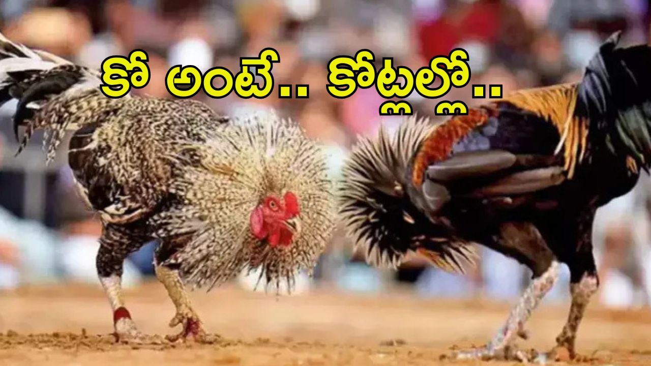 Sankranti Cockfights: కోడిపై కోటి పందెం.. మూడు రోజుల్లో చేతులు మారనున్న రూ.100ల కోట్లు..