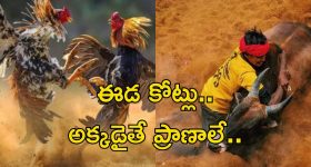 Jallikattu: ఈడ పందెం కట్టు.. ఆడ జల్లికట్టు.. ప్రాణాలను కూడా లెక్కచేయరు..!