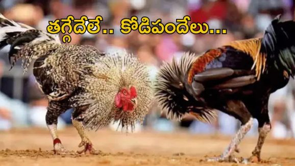 Sankranti festival: గోదావరి జిల్లాల్లో కాలు దువ్వుతున్న పందెంరాయుళ్లు.. మాట వినేదే లే..!