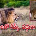 Lion Attack : సింహంతో టిక్‌టాక్ పరాచికాలు.. చాచి పంజాతో కొడితే కానీ తెలియలేదు వాస్తవాలు..