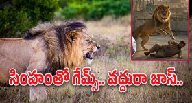 Lion Attack : సింహంతో టిక్‌టాక్ పరాచికాలు.. చాచి పంజాతో కొడితే కానీ తెలియలేదు వాస్తవాలు..