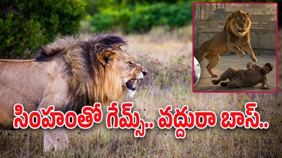 Lion Attack : సింహంతో టిక్‌టాక్ పరాచికాలు.. చాచి పంజాతో కొడితే కానీ తెలియలేదు వాస్తవాలు..