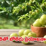 Amla Benefits: చలికాలంలో ఉసిరి తింటే.. ఆశ్చర్యకర ప్రయోజనాలు