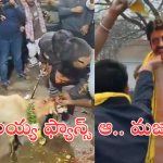 Daku maharaj : బాలయ్య ఫ్యాన్స్ కు పూనకాలే! పొట్టేలు బలి.. మెన్షన్ హౌస్ తో అభిషేకం.. రచ్చ మామ్మూలుగా లేదుగా