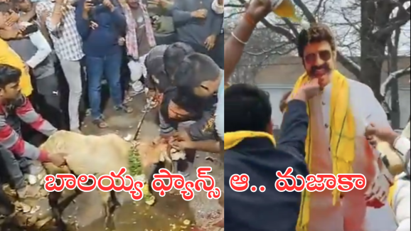 Daku maharaj : బాలయ్య ఫ్యాన్స్ కు పూనకాలే! పొట్టేలు బలి.. మెన్షన్ హౌస్ తో అభిషేకం.. రచ్చ మామ్మూలుగా లేదుగా