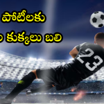 FIFA World Cup : ఫుట్ బాల్ పోటీల కోసం 30 లక్షల వీధి కుక్క హతం