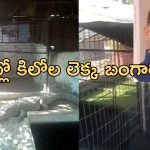 BJP MLA IT Raid Crocodiles: బిజేపీ మాజీ ఎమ్మెల్యే ఇంట్లో మొసళ్లు.. సోదా చేయడానికి వెళ్లిన ఐటీ అధికారులకు..