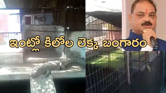 BJP MLA IT Raid Crocodiles: బిజేపీ మాజీ ఎమ్మెల్యే ఇంట్లో మొసళ్లు.. సోదా చేయడానికి వెళ్లిన ఐటీ అధికారులకు..