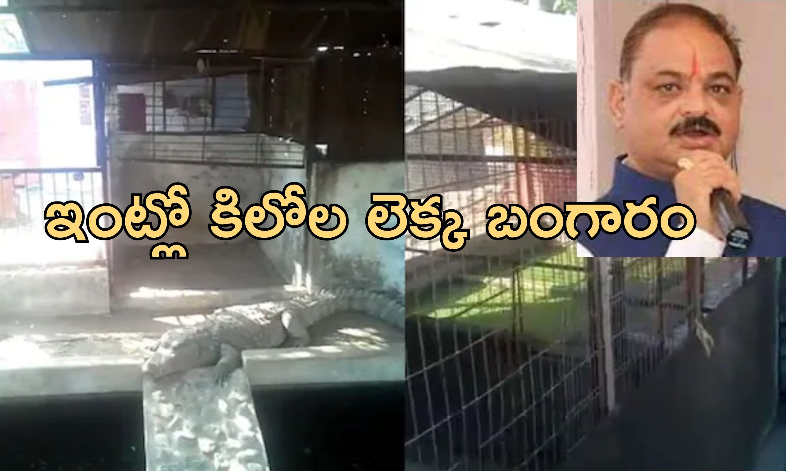 BJP MLA IT Raid Crocodiles: బిజేపీ మాజీ ఎమ్మెల్యే ఇంట్లో మొసళ్లు.. సోదా చేయడానికి వెళ్లిన ఐటీ అధికారులకు..