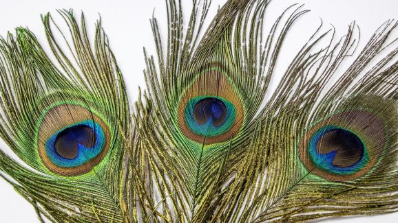 Peacock Feathers: మీ పడక గదిలో నెమలి పింఛాలు పెట్టుకుని చూడండి, మీ జీవితంలో ఎన్నో మార్పులు వస్తాయి