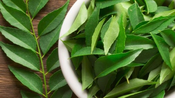 Curry Leaves: ప్రతి రోజు ఉదయం 5 కరివేపాకులు తింటే ఎన్ని లాభాలో తెలుసా ?