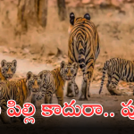Viral Video : పిల్లల పులిని చుట్టుముట్టిన టూరిస్ట్ వాహనాలు.. హైకోర్టు సీరియస్.. కేసుల నమోదుకు ఆదేశం..