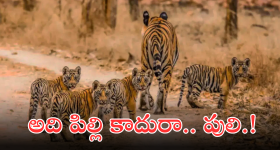 Rainbow Village: ఊరిని కాపాడేందుకు ఇళ్లకు రంగులు.. ఆ తాత ముందు చూపుకు హ్యాట్సాఫ్!