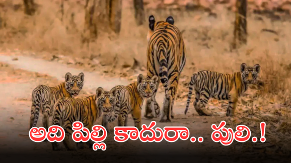 Viral Video : పిల్లల పులిని చుట్టుముట్టిన టూరిస్ట్ వాహనాలు.. హైకోర్టు సీరియస్.. కేసుల నమోదుకు ఆదేశం..