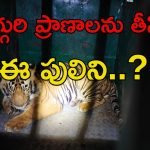 Tiger Was Captured: ప్రాణాలను తీసిన పులిని ఎట్టకేలకు..?