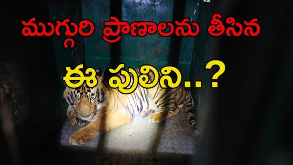 Tiger Was Captured: ప్రాణాలను తీసిన పులిని ఎట్టకేలకు..?
