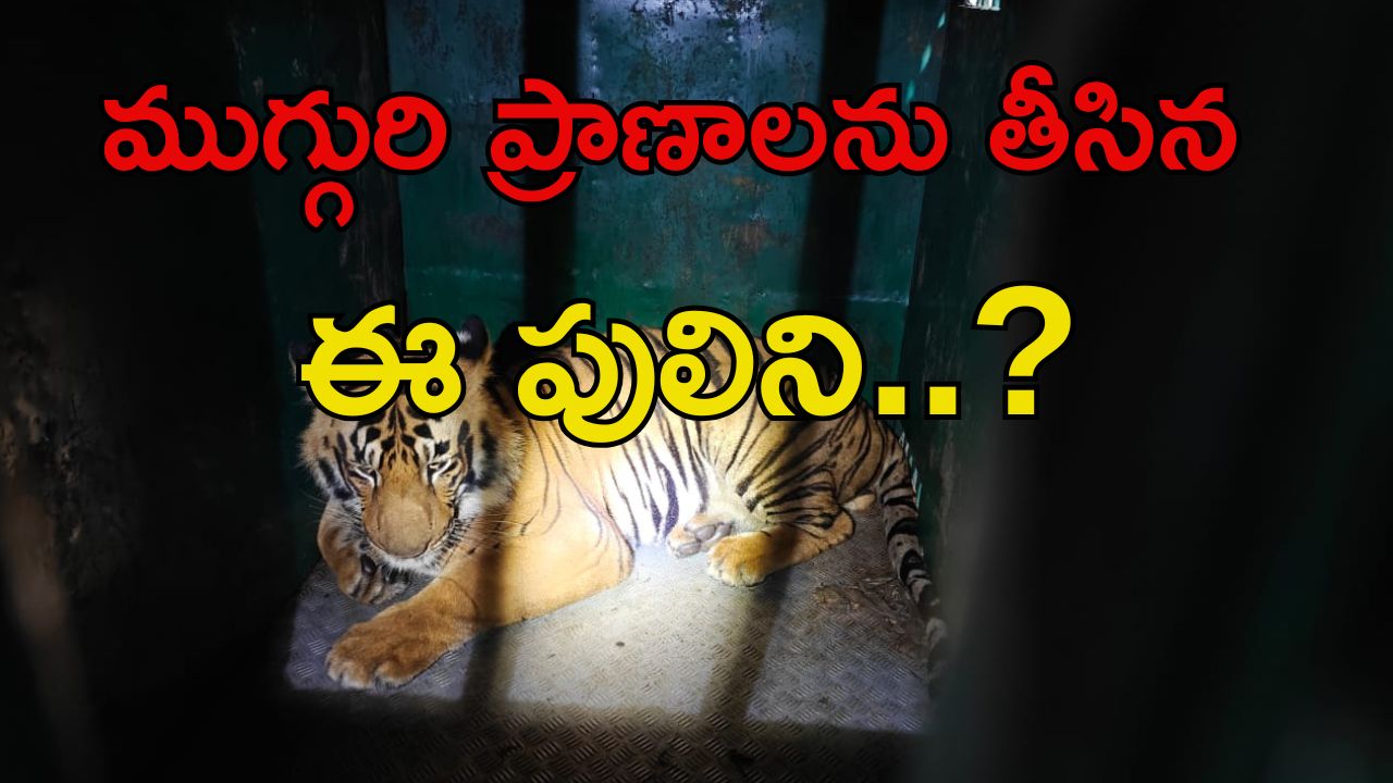 Tiger Was Captured: ప్రాణాలను తీసిన పులిని ఎట్టకేలకు..?