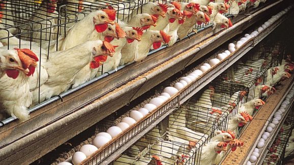 Impact on Eggs: బర్డ్ ఫ్లూ కల్లోలం.. మరి గుడ్డు తినొచ్చా? నిపుణులు ఏమంటున్నారు?
