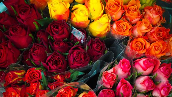 Valentine’s Week 2025: ఒక్కో రంగు గులాబీ వెనుక ఒక్కో అర్థం, వాలంటైన్స్ డే వీక్ లో ఏ గులాబీ ఎవరికి ఇవ్వాలంటే?