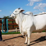 Ongole Bull : ఒంగోలు జాతి ఆవు – బ్రెజిల్ వేలంలో రూ. 41 కోట్లు