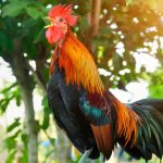 Animals Act – India: మీకు తెలుసా? ఇండియాలో కోడిని చంపడం నేరం.. ఏ శిక్ష విధిస్తారంటే?