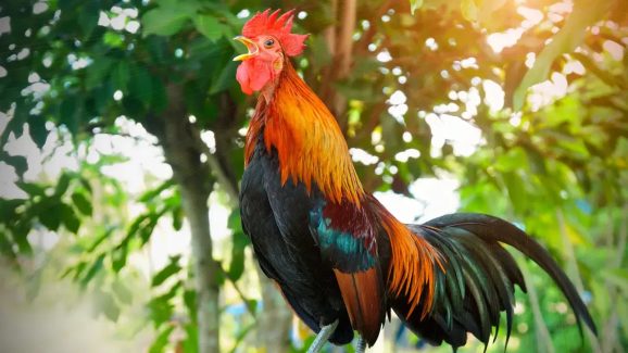 Animals Act – India: మీకు తెలుసా? ఇండియాలో కోడిని చంపడం నేరం.. ఏ శిక్ష విధిస్తారంటే?