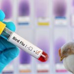 Bird Flu In Eluru: ఏలూరులో వ్యక్తికి బర్డ్ ఫ్లూ.. కలెక్టర్ ఏం చెప్పారంటే?