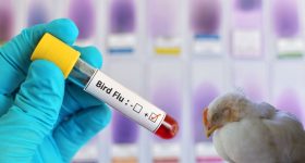 Bird Flu In Eluru: ఏలూరులో వ్యక్తికి బర్డ్ ఫ్లూ.. కలెక్టర్ ఏం చెప్పారంటే?